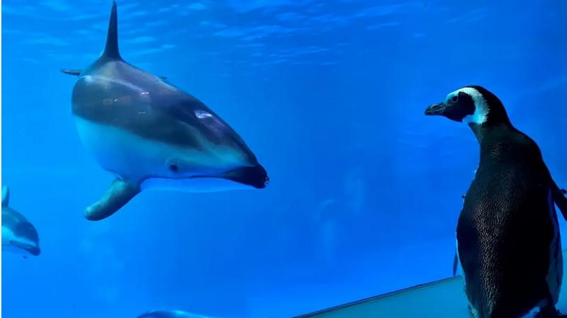 Penguins at Shedd Aquarium have been free to wander over the last few days.