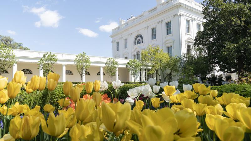 Tulips are seen in bloom Wednesday, April 8, 2020, in the Rose Garden of the White House.