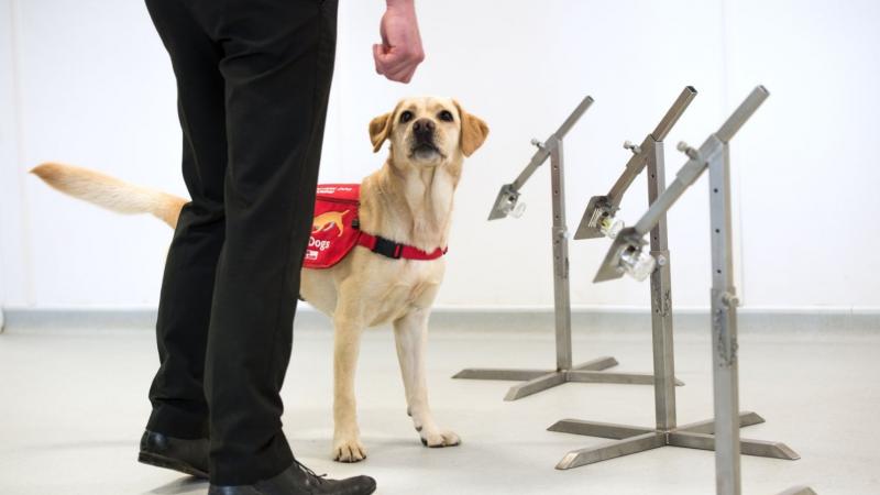 Dogs like this are being trained to sniff out coronavirus superspreaders. 