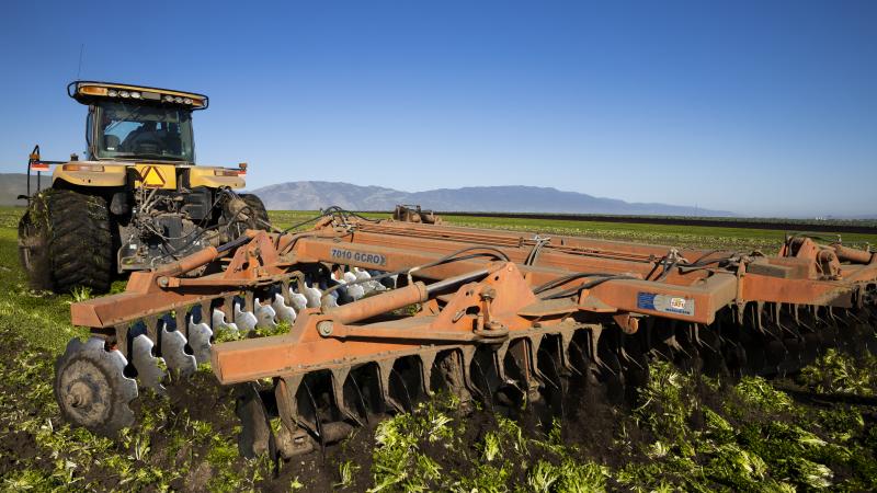 Due to the drastic reduction of the food service industry due to the coronavirus, many fields like this are being plowed under because of the expense of harvesting and the lack of profit. 