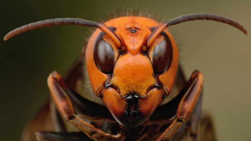 A Japanese giant hornet