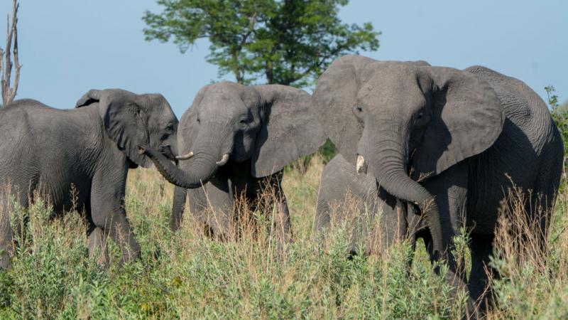 African elephants 