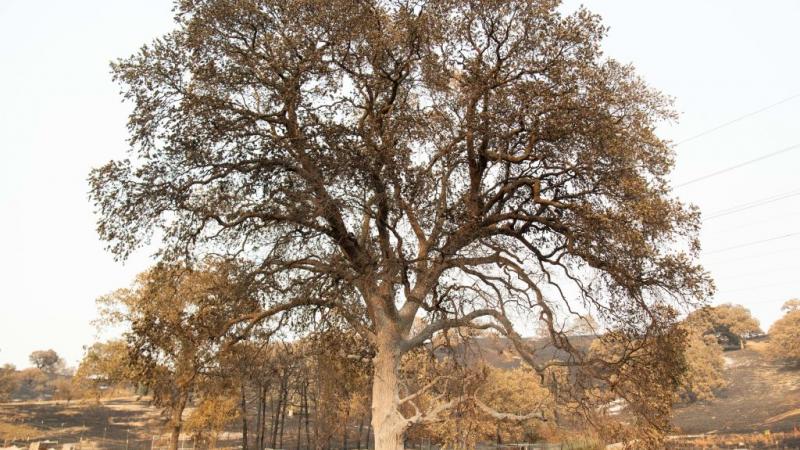 A burned vehicle sits parked under a charred tree during the LNU Lightning Complex fire in Vacaville, California on August 24, 2020
