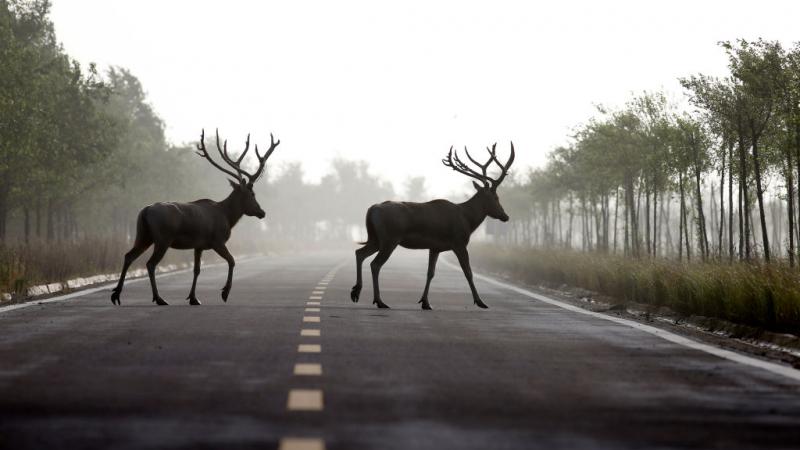 Elk crossing