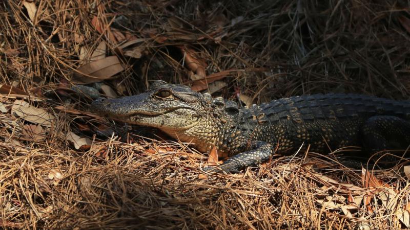 Alligator in South Carolina in June 2020