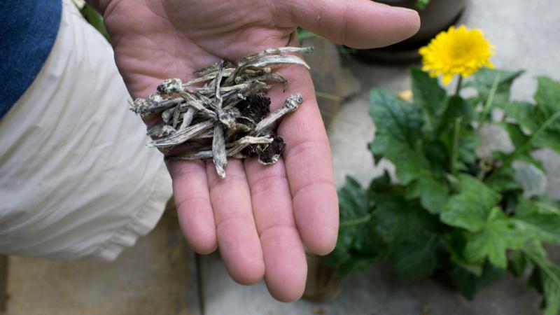 hallucinogenic mushrooms