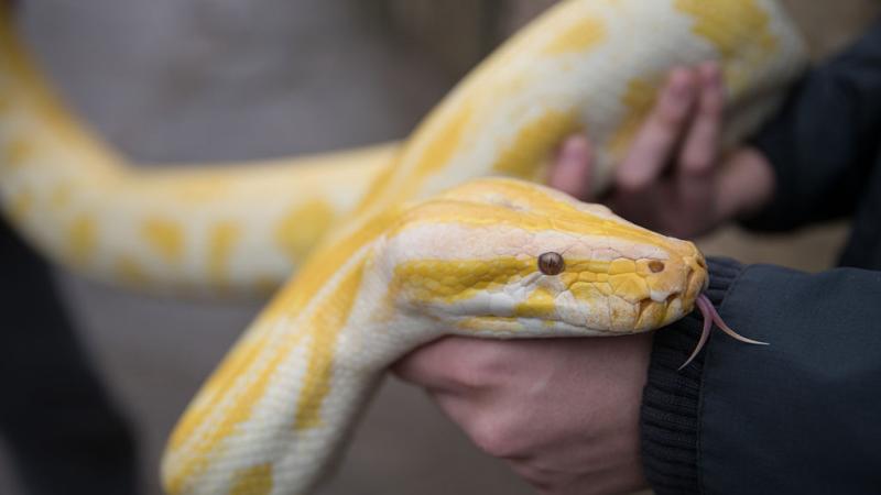 Albino Burmese Python