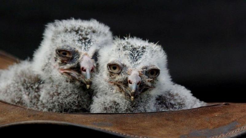 Baby owl