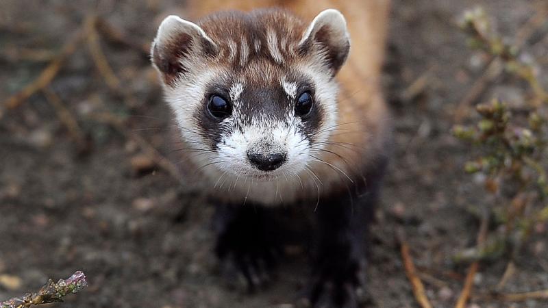 A black-footed ferret.