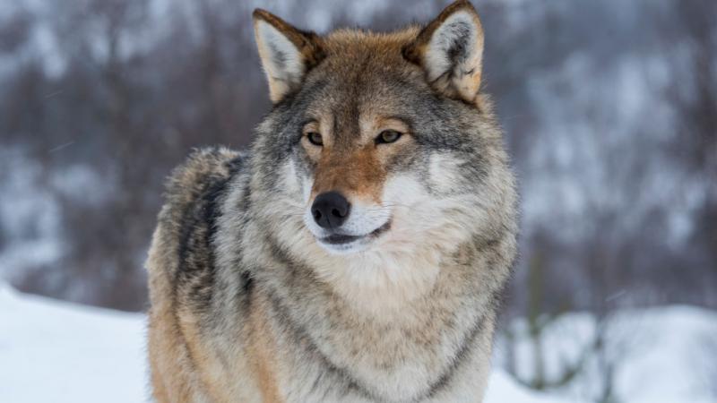 Gray wolf in northern Norway.