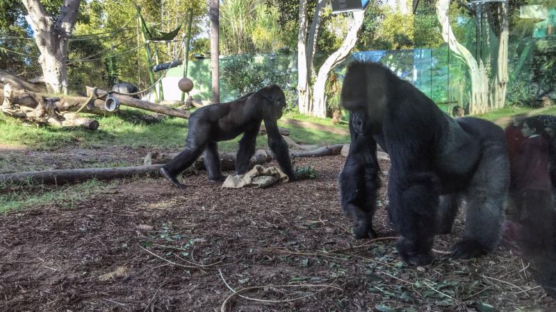 Gorillas at the San Diego Zoo 