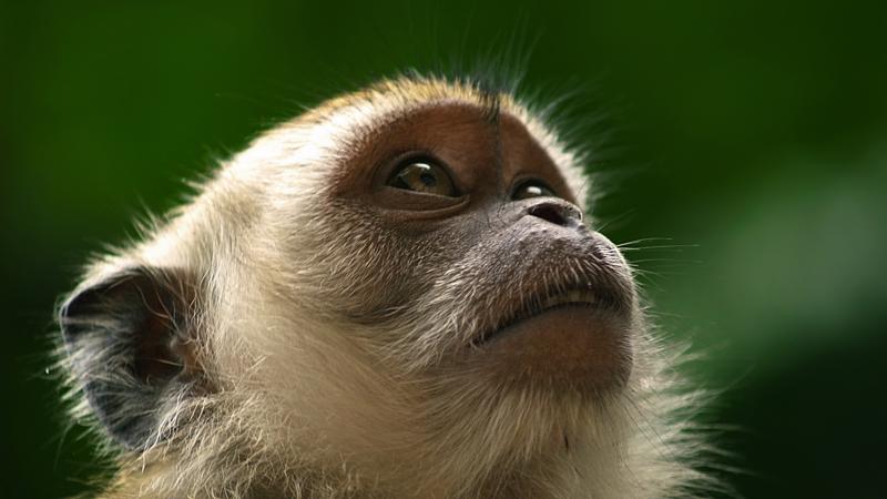 A cynomolgus monkey