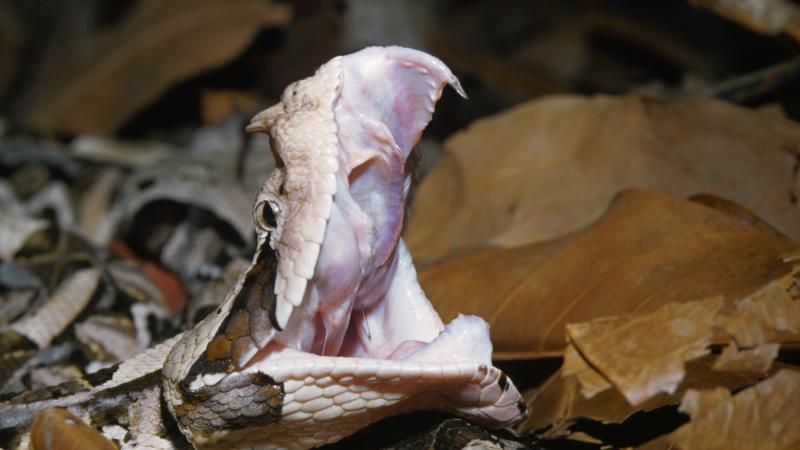 A Gaboon viper, one of the snakes allegedly shipped by the suspect