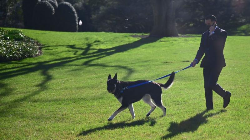 Biden's dog Major at the White House.