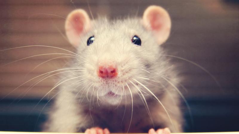 A rat