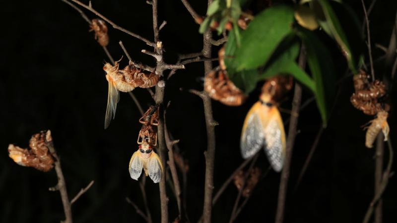 Billions of periodical cicadas, members of the Brood X emergence, will be coming out of the ground in the eastern United States and Midwest in the spring of 2021 after 17 years in hibernation.