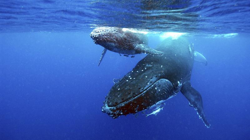 Humpback whale