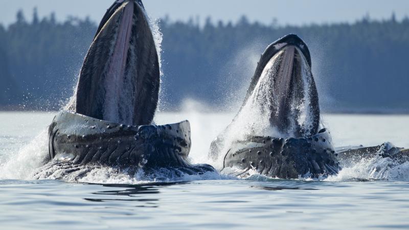 Humpback whales