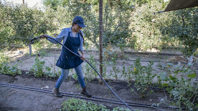 Farmer Liset Garcia gives new plants a little water at her Sweet Girl Farms on Thursday, July 1, 2021 in Reedley, CA.