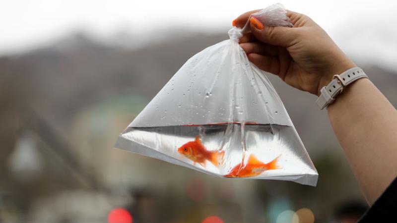 Goldfish in a bag.