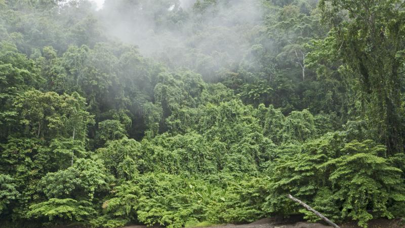 Ravo River and forest Nara on Makira, San Cristobal, Solomon Islands, South Pacific.