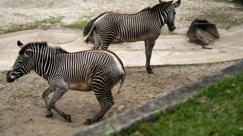 Missing zebra found dead in illegal snare trap, owner charged with animal cruelty