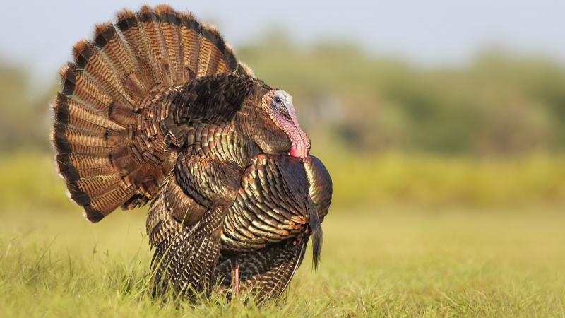 A turkey