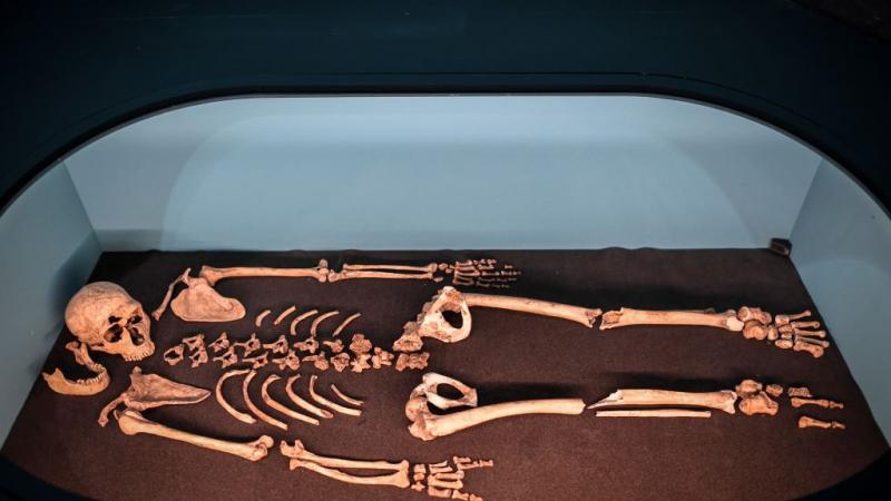 A Neanderthal skeleton