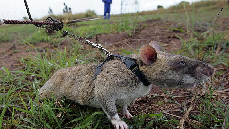 APOPO landmine sniffing rat, Mozambique, 2005