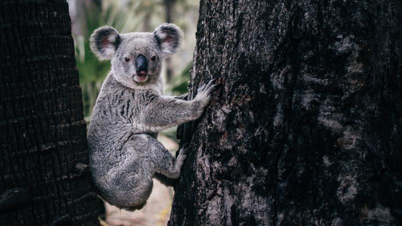 A koala