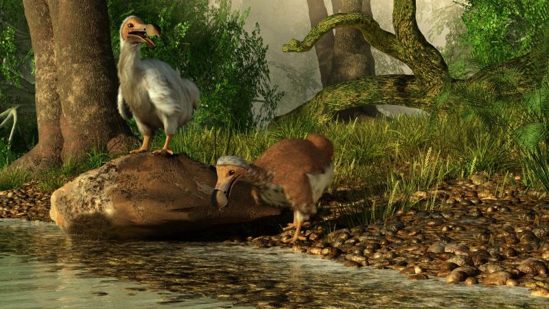Illustration of a pair of dodos