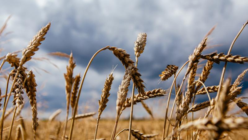 Wheat field, western Ukraine, July 8, 2020