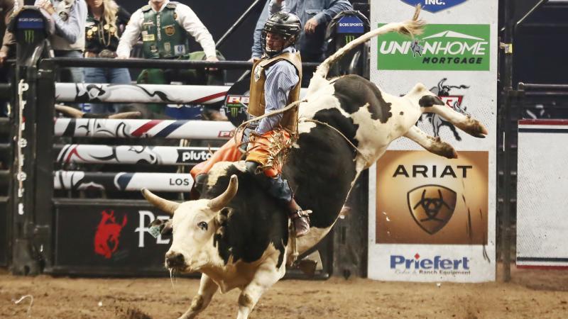 Rodeo bull, stock image, Feb. 22, 2022, Los Angeles