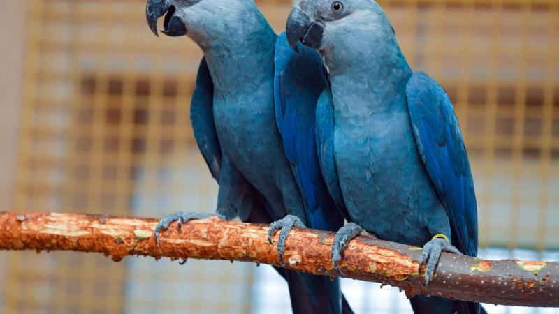 A pair of Spix's macaws in captivity, Feb. 2020