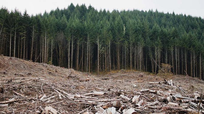 Cut down forest