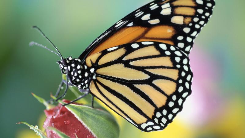 A Monarch butterfly