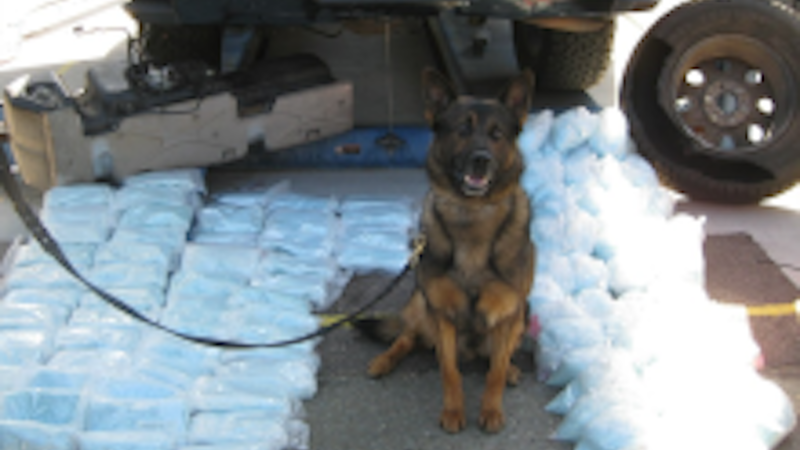 Border parol K-9, Campo, Calif., July 18, 2022