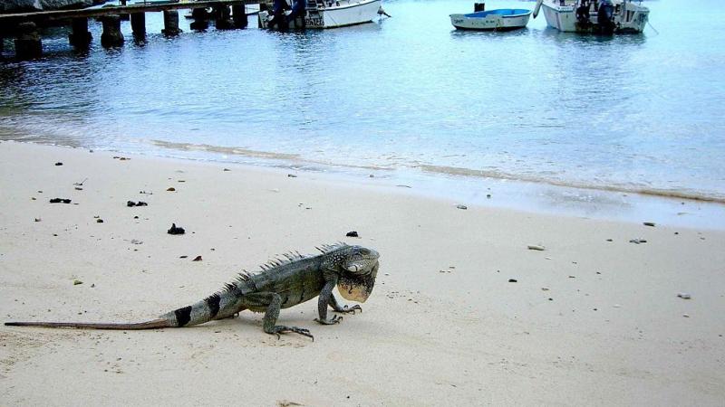 Iguana on beach, Hawaii, Oct. 15, 2011