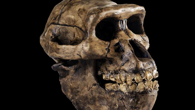 The skull of a neanderthal