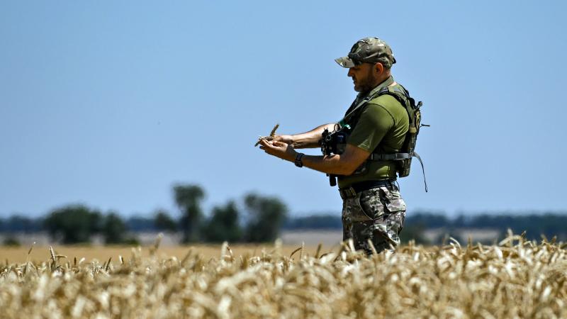 Grain field, serviceman, Zaporizhzhia, Ukraine, July 17, 2022