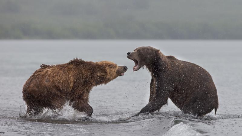 Grizzly bears