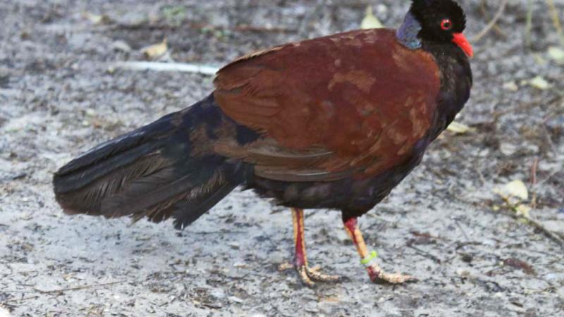 Pheasant Pigeon, Tampa, Fla., Jan. 28, 2011
