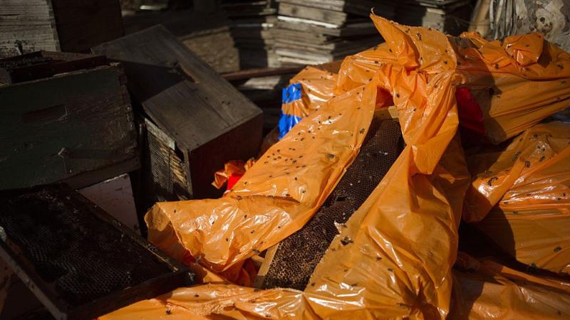 Nests infected with foulbrood, South Africa