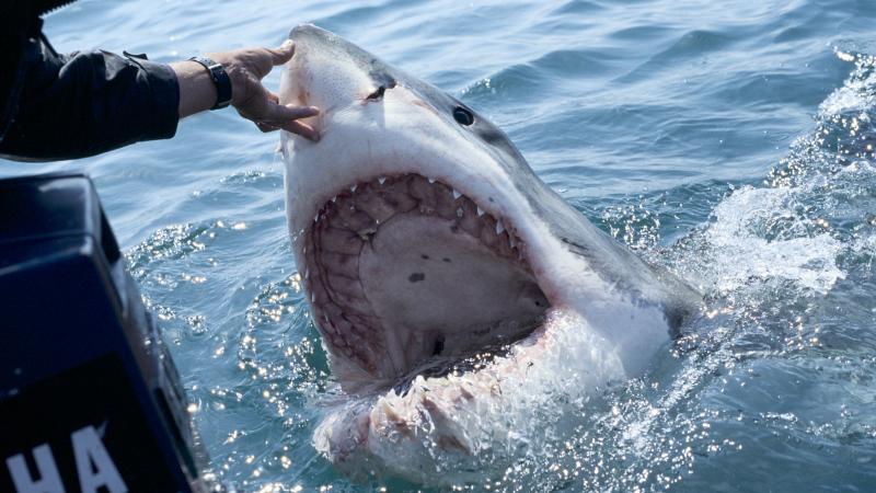 Great white shark, South Africa, Dec. 2, 2007
