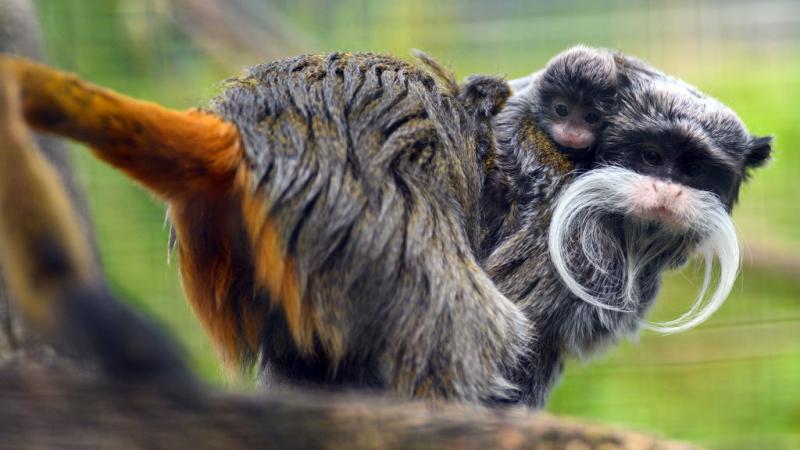 emperor tamarin monkeys