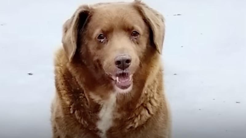 Bobi the 30-year-old dog