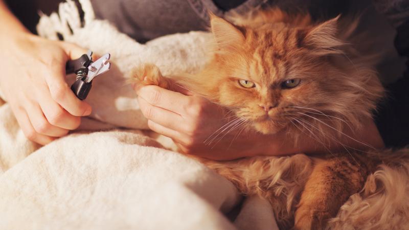 Cat getting his claws trimmed