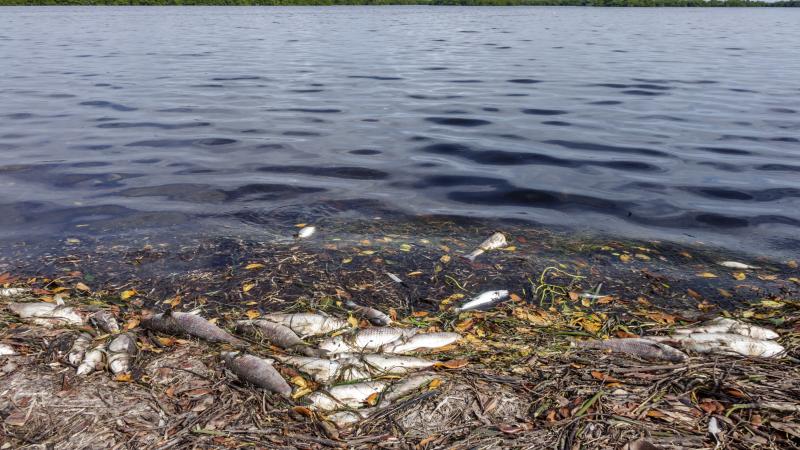 Dead fish from red tide, Sanibel Island, Fla., Nov. 29, 2016