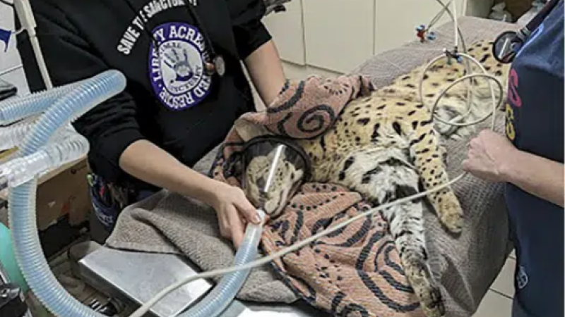 Feline cat with cocaine in its system