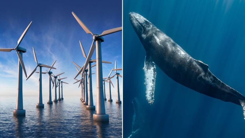 Wind farm (Left) Humpback Whale (Right)